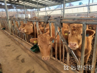 “더 세분화된 한우암소 경락값 제공을”