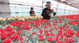 [현장스케치] ‘감사의 달’ 5월…카네이션으로 마음 전하세요