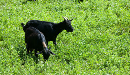 국내 염소산업 현황은? 사육두수 12년새 2배