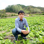 [농업기술 고수를 찾아라] ‘곤드레’ 영월 효자품목 육성