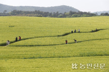 [현장스케치] 5월의 청보리