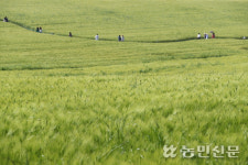 [현장스케치] 5월의 청보리
