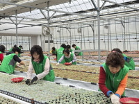 경기 용인 수지농협, 고향주부모임 봉사단과 농촌 일손 돕기