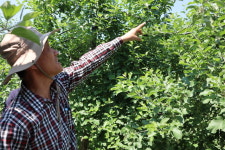 “보물찾기 하듯 해야 열매가 겨우 보입니다”…사과농가 울상