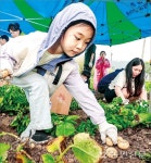 신나는 팜캉스…감자 캐는 동심