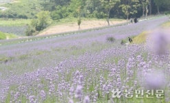 [현장스케치] 보랏빛 여름