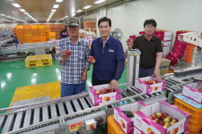 [판매농협이 간다] 경산 자인농협, ‘천도복숭아 1번지’ 명성 ‘신비’로 잇는다