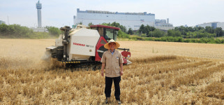 경기 이천 대월농협, 밀 재배 시범사업 ‘성공적’