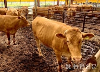 축산농가, 경영난에 사료구매자금 상환 눈앞 ‘한숨만’