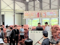 합천 동부농협, 건마늘 본격 출하