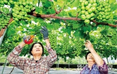 알알이 정성 들여 포도알솎기