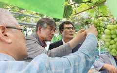 월야농협, 포도사업 추진경과 보고회