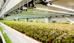 ‘수직농장’ 농업경영체 등록 가능