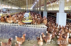 “삼복 특수인데…” 가금류 소비악재 ‘울상’