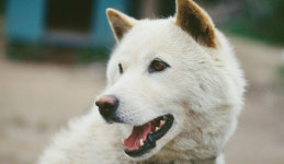 ‘개 식용 종식법’ 시행 폐업·전업 지원 마련을…육견협, 유예기한 개정 등 촉구