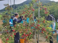 관인농협, KT DS·KT그룹희망나눔재단과 농가 일손지원