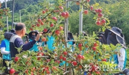 경기 포천 관인농협, KT 봉사단과 사과수확 도와
