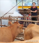 럼피스킨 확산 방지 온힘