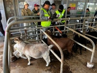 충북 진천축협, 염소 경매시장 개장