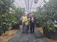 삼서농협, 레몬 재배단지 육성해 농가 소득 증대 기대