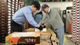 농협 전주시지부, 영농철 감 수확 도우며 구슬땀