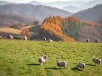 “평창부터 남원까지”…한국 지역 명소 ‘택시’로 여행하세요