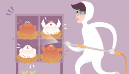 고병원성 AI 막으려면? 농장 안 차량·사람 철저 통제