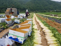홍천내면솔라 | 홍천 내면농협, 농산물 판매 1000억원 돌파…역대 최고 실적 달성