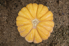 [맛있는 이야기] 투박함 속 영양 가득…어머니 떠오르는 푸근한 맛 ‘호박’