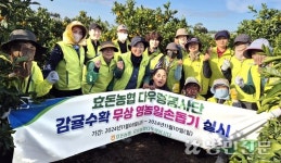 제주 서귀포 효돈농협, 노지감귤 농장서 수확 일손돕기