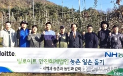 딜로이트 안진회계법인, 사과수확 돕기 ‘구슬땀’