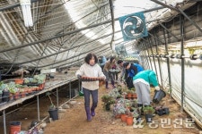 [현장스케치] 용인 화훼 시설하우스 붕괴…무너지는 억장
