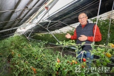 [현장스케치] 폭설로 붕괴된 평택 방울토마토 하우스