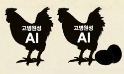 화성 토종닭농장서 고병원성 AI 확진…김제 산란계농장서도 AI 항원 검출