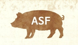 양주 돼지농장서 올 첫 ASF 발생…2019년 이후 전국 50번째