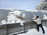 “농장 눈 피해 조심하세요”…전북도농기원, 대설 사전 대응 당부