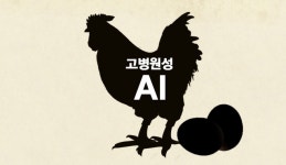 올겨울 고병원성 AI 30건 돌파…산란계 등 닭 농가서 발생 최다