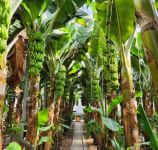 [농산물 체험농장] 바나나숲 탐방·알로에 요리…이색 즐길거리 풍성