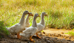 오리협회장 ‘내홍’에 공석…“보궐선거는 답보”