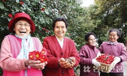 꽃·잎·씨앗…아낌없이 주는 ‘동백’ 덕에 피어난 웃음꽃