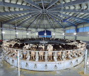 국내 첫 초대형 스마트낙농단지 출범…“3시간만에 1000마리 착유”