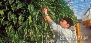 ‘수출 효자’ 파프리카 재배농가 ‘울상’