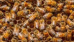 기후변화에 꿀벌 폐사 급증…“전문 수의사 양성 힘써야”