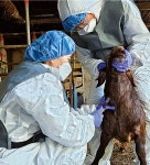 염소사육 빠르게 늘어도 방역관리 ‘나몰라’