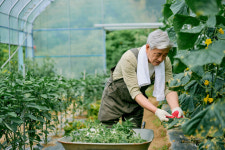국내 성인 10명중 3명 ‘고혈압’…농업인 많은 이유?