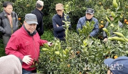 제주 하귀농협, 감귤농장서 정지·가지치기 교육