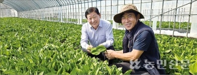 고품질 산채로 농가소득 ‘쑥쑥’
