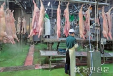 늙어가는 도축장…“해외인력 고용 길터야”