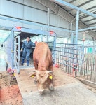 산불서 씨수소 130마리 살려냈다…농협 한우개량사업소 발빠른 대응 ‘화제’
