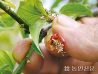 [극한기후시대] 기온 떨어지면 농심도 철렁…“갈수록 날씨 예측 안돼”